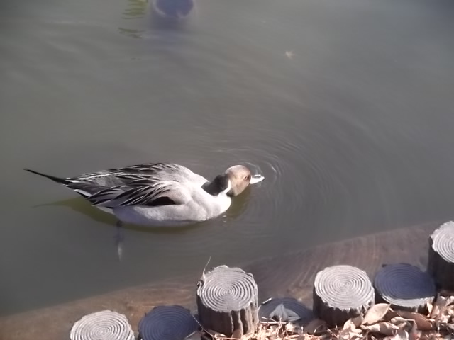 善福寺公園の水鳥